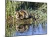 USA, Wyoming, Sublette County. Two ducklings sit on the edge of an island taking a nap.-Elizabeth Boehm-Mounted Photographic Print