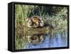 USA, Wyoming, Sublette County. Two ducklings sit on the edge of an island taking a nap.-Elizabeth Boehm-Framed Stretched Canvas