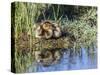 USA, Wyoming, Sublette County. Two ducklings sit on the edge of an island taking a nap.-Elizabeth Boehm-Stretched Canvas