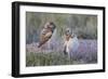 USA, Wyoming, Sublette County. Two young Burrowing owls stand at the edge of their natal burrow-Elizabeth Boehm-Framed Photographic Print