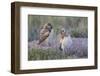 USA, Wyoming, Sublette County. Two young Burrowing owls stand at the edge of their natal burrow-Elizabeth Boehm-Framed Photographic Print