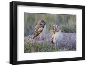 USA, Wyoming, Sublette County. Two young Burrowing owls stand at the edge of their natal burrow-Elizabeth Boehm-Framed Photographic Print