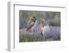 USA, Wyoming, Sublette County. Two young Burrowing owls stand at the edge of their natal burrow-Elizabeth Boehm-Framed Photographic Print