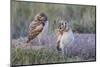 USA, Wyoming, Sublette County. Two young Burrowing owls stand at the edge of their natal burrow-Elizabeth Boehm-Mounted Photographic Print