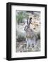 USA, Wyoming, Sublette County. White-tailed Jackrabbit sitting in a rocky habitat.-Elizabeth Boehm-Framed Photographic Print