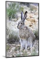 USA, Wyoming, Sublette County. White-tailed Jackrabbit sitting in a rocky habitat.-Elizabeth Boehm-Mounted Photographic Print