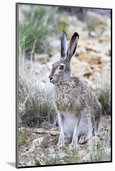 USA, Wyoming, Sublette County. White-tailed Jackrabbit sitting in a rocky habitat.-Elizabeth Boehm-Mounted Photographic Print