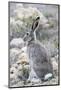 USA, Wyoming, Sublette County. White-tailed Jackrabbit sitting in a rocky habitat.-Elizabeth Boehm-Mounted Photographic Print