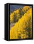 USA, Wyoming, Sublette County. Wyoming Range, colorful autumn aspens are layered with conifers-Elizabeth Boehm-Framed Stretched Canvas