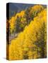 USA, Wyoming, Sublette County. Wyoming Range, colorful autumn aspens are layered with conifers-Elizabeth Boehm-Stretched Canvas