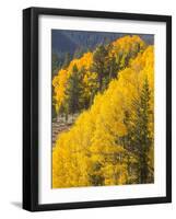 USA, Wyoming, Sublette County. Wyoming Range, colorful autumn aspens are layered with conifers-Elizabeth Boehm-Framed Photographic Print