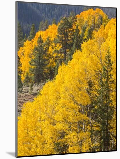 USA, Wyoming, Sublette County. Wyoming Range, colorful autumn aspens are layered with conifers-Elizabeth Boehm-Mounted Photographic Print