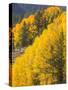 USA, Wyoming, Sublette County. Wyoming Range, colorful autumn aspens are layered with conifers-Elizabeth Boehm-Stretched Canvas