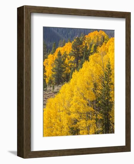 USA, Wyoming, Sublette County. Wyoming Range, colorful autumn aspens are layered with conifers-Elizabeth Boehm-Framed Photographic Print