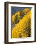 USA, Wyoming, Sublette County. Wyoming Range, colorful autumn aspens are layered with conifers-Elizabeth Boehm-Framed Photographic Print