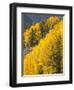 USA, Wyoming, Sublette County. Wyoming Range, colorful autumn aspens are layered with conifers-Elizabeth Boehm-Framed Photographic Print