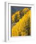 USA, Wyoming, Sublette County. Wyoming Range, colorful autumn aspens are layered with conifers-Elizabeth Boehm-Framed Photographic Print