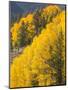 USA, Wyoming, Sublette County. Wyoming Range, colorful autumn aspens are layered with conifers-Elizabeth Boehm-Mounted Photographic Print