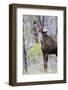 USA, Wyoming, Sublette County. Yearling moose calf reaches for leaves in springtime.-Elizabeth Boehm-Framed Photographic Print