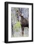 USA, Wyoming, Sublette County. Yearling moose calf reaches for leaves in springtime.-Elizabeth Boehm-Framed Photographic Print