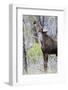 USA, Wyoming, Sublette County. Yearling moose calf reaches for leaves in springtime.-Elizabeth Boehm-Framed Photographic Print