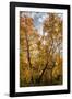 USA, Wyoming. Sunburst through the autumn aspen, Grand Teton National Park.-Judith Zimmerman-Framed Photographic Print