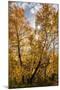 USA, Wyoming. Sunburst through the autumn aspen, Grand Teton National Park.-Judith Zimmerman-Mounted Photographic Print