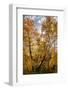 USA, Wyoming. Sunburst through the autumn aspen, Grand Teton National Park.-Judith Zimmerman-Framed Photographic Print