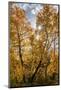 USA, Wyoming. Sunburst through the autumn aspen, Grand Teton National Park.-Judith Zimmerman-Mounted Photographic Print