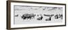 USA, Wyoming, Tetons National Park, National Elk Refuge. Large elk herd in winter.-Cindy Miller Hopkins-Framed Photographic Print