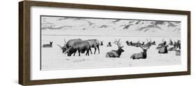 USA, Wyoming, Tetons National Park, National Elk Refuge. Large elk herd in winter.-Cindy Miller Hopkins-Framed Photographic Print