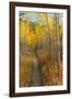 USA, Wyoming. Trail through autumn Aspens and grasslands, Black Tail Butte, Grand Teton NP.-Judith Zimmerman-Framed Photographic Print