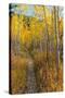 USA, Wyoming. Trail through autumn Aspens and grasslands, Black Tail Butte, Grand Teton NP.-Judith Zimmerman-Stretched Canvas