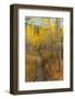 USA, Wyoming. Trail through autumn Aspens and grasslands, Black Tail Butte, Grand Teton NP.-Judith Zimmerman-Framed Photographic Print