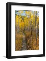 USA, Wyoming. Trail through autumn Aspens and grasslands, Black Tail Butte, Grand Teton NP.-Judith Zimmerman-Framed Photographic Print