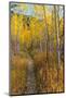 USA, Wyoming. Trail through autumn Aspens and grasslands, Black Tail Butte, Grand Teton NP.-Judith Zimmerman-Mounted Photographic Print