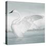 USA, Wyoming, Trumpeter Swan Stretches Wings on a Cold Winter Morning-Elizabeth Boehm-Stretched Canvas