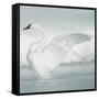 USA, Wyoming, Trumpeter Swan Stretches Wings on a Cold Winter Morning-Elizabeth Boehm-Framed Stretched Canvas