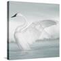 USA, Wyoming, Trumpeter Swan Stretches Wings on a Cold Winter Morning-Elizabeth Boehm-Stretched Canvas