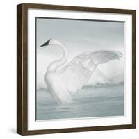 USA, Wyoming, Trumpeter Swan Stretches Wings on a Cold Winter Morning-Elizabeth Boehm-Framed Photographic Print