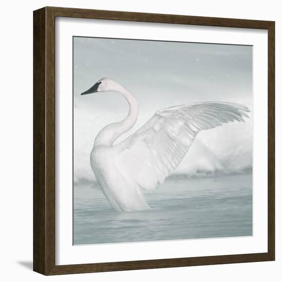 USA, Wyoming, Trumpeter Swan Stretches Wings on a Cold Winter Morning-Elizabeth Boehm-Framed Photographic Print