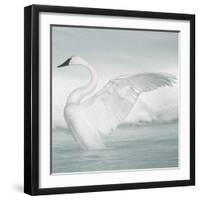 USA, Wyoming, Trumpeter Swan Stretches Wings on a Cold Winter Morning-Elizabeth Boehm-Framed Photographic Print