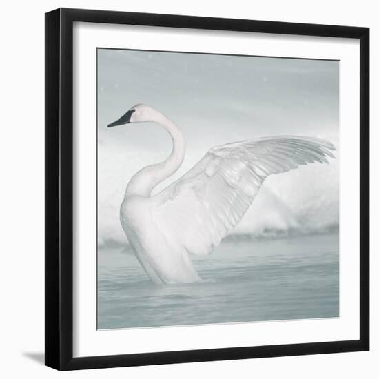 USA, Wyoming, Trumpeter Swan Stretches Wings on a Cold Winter Morning-Elizabeth Boehm-Framed Photographic Print