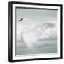 USA, Wyoming, Trumpeter Swan Stretches Wings on a Cold Winter Morning-Elizabeth Boehm-Framed Photographic Print