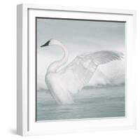 USA, Wyoming, Trumpeter Swan Stretches Wings on a Cold Winter Morning-Elizabeth Boehm-Framed Photographic Print