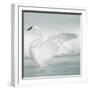 USA, Wyoming, Trumpeter Swan Stretches Wings on a Cold Winter Morning-Elizabeth Boehm-Framed Photographic Print