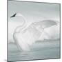 USA, Wyoming, Trumpeter Swan Stretches Wings on a Cold Winter Morning-Elizabeth Boehm-Mounted Photographic Print