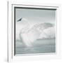 USA, Wyoming, Trumpeter Swan Stretches Wings on a Cold Winter Morning-Elizabeth Boehm-Framed Photographic Print