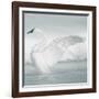 USA, Wyoming, Trumpeter Swan Stretches Wings on a Cold Winter Morning-Elizabeth Boehm-Framed Photographic Print