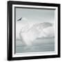 USA, Wyoming, Trumpeter Swan Stretches Wings on a Cold Winter Morning-Elizabeth Boehm-Framed Photographic Print